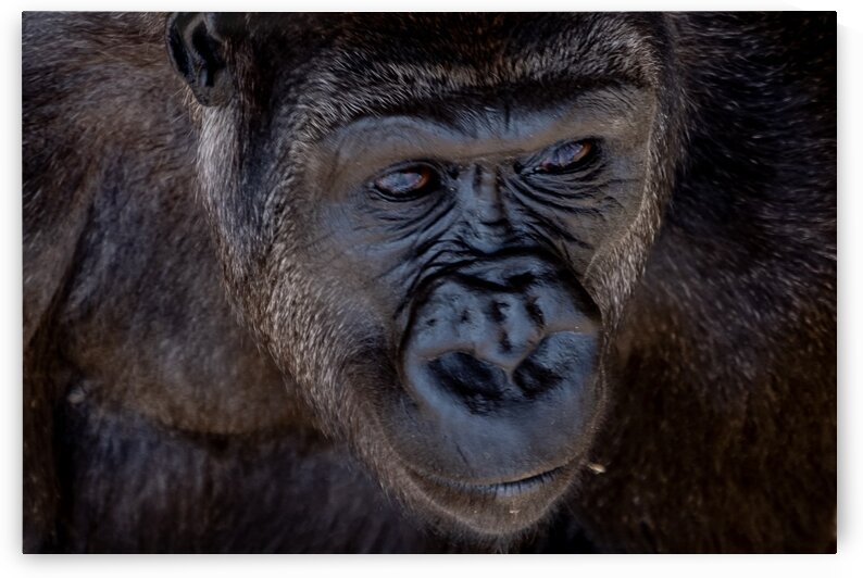 Calgary Gorilla 1 by Dave Therrien