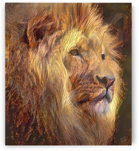 King Of The Jungle  by HH Photography of Florida