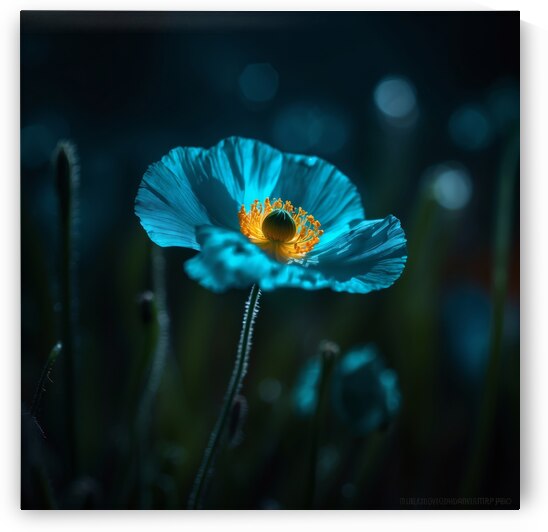Poppies Redux 6 by The Mabazza Foundation 