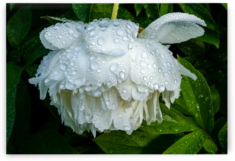 After the Rain by Dave Therrien