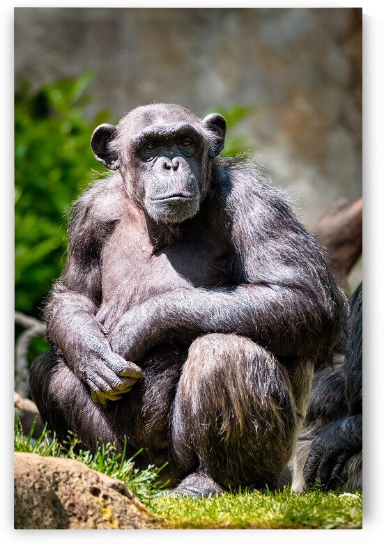 Portrait of a chimpanzee by Dmitry Rukhlenko