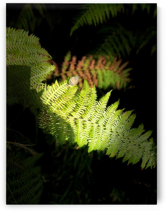 Scenes from the Trail- Autumnal Ferns by Catriona Roberts Nature Photography and Designs