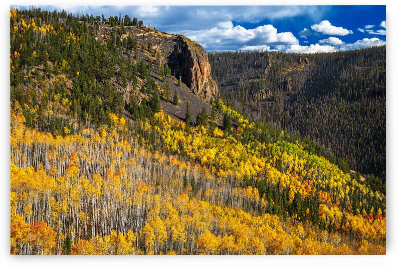 Autumn Drapery by Andy Crawford
