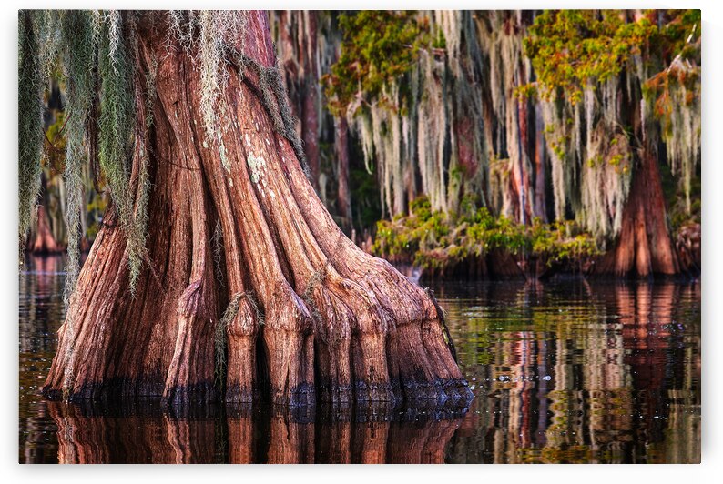 Cypress Footprint by Andy Crawford