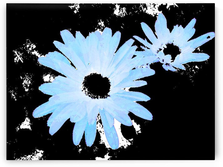 Abstract Blue Daises on a Monochrome Background by Catriona Roberts Nature Photography and Designs