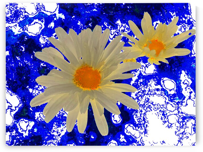 Abstract Daises Abstract Background by Catriona Roberts Nature Photography and Designs