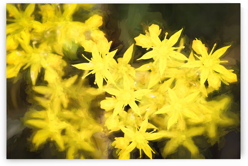 Yellow Stonecrop Spikey Flowers X100 by Rich Franco