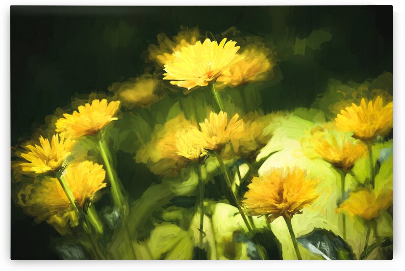 Yellow Daisies in Sunlight X100 by Rich Franco