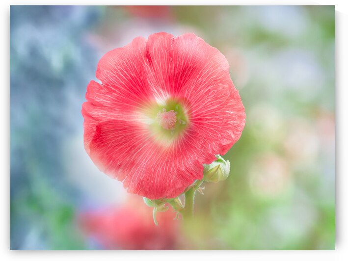 Red Hollyhock by Joan Han