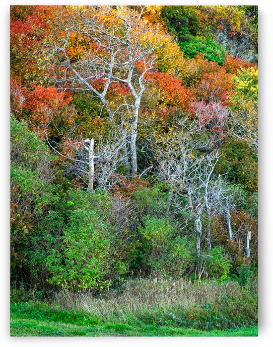 Couleurs  by ARTEFIA
