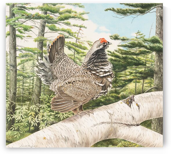 Grouse 20.5x18.75 by Dale Morrish