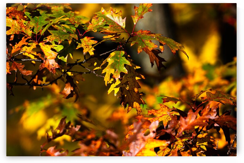 automn colors  by Patrick Lauzon