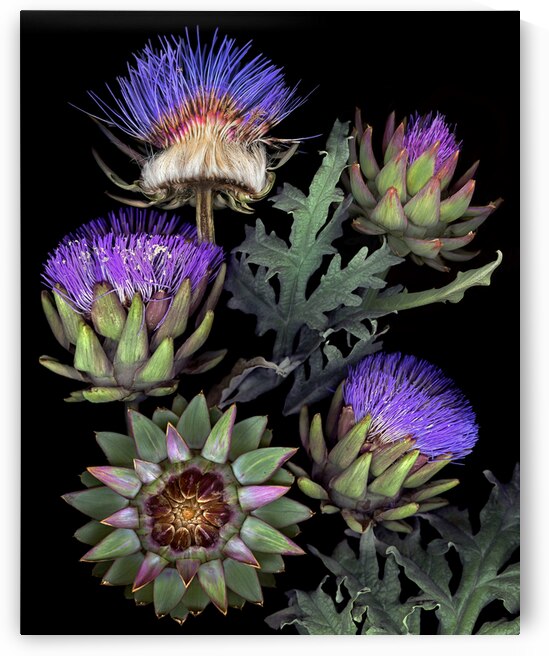 French Artichokes   by Jane Baron