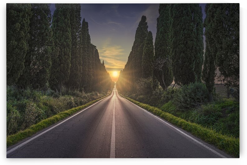 Viale di Bolgheri and the sun in the middle by Stefano Orazzini