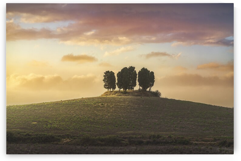 Cypress grove in Tuscany by Stefano Orazzini
