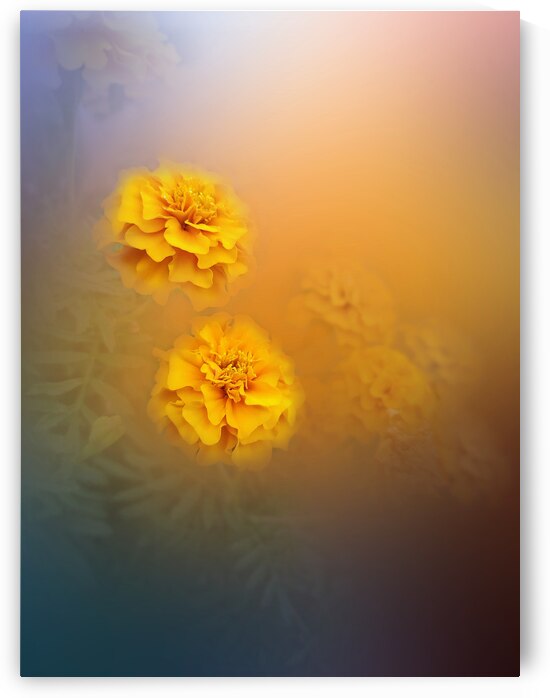 Marigolds by Joan Han
