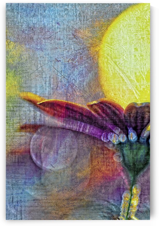 Distressed Daisy In Blue. by Heather Marie Clark