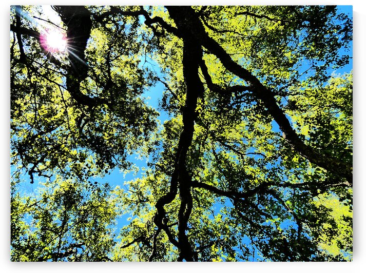 Birch Tree Canopy in Intelligent Art by Catriona Roberts Nature Photography and Designs