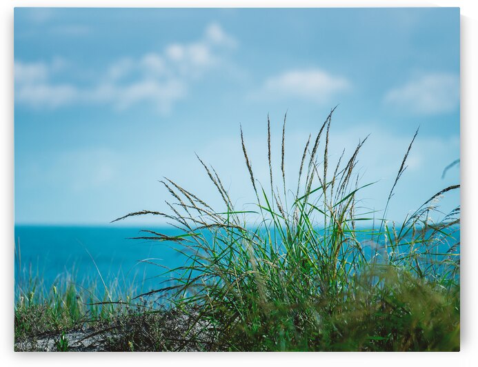 Dewey Beach Grass by Jason Fink