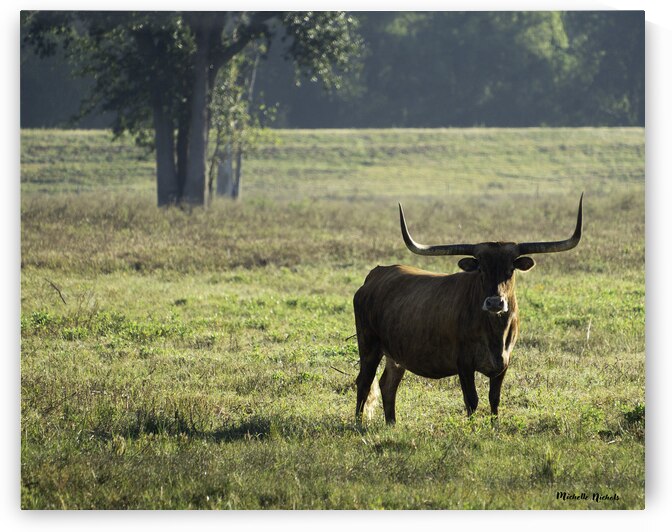 Long Horns by Michelle Nichols