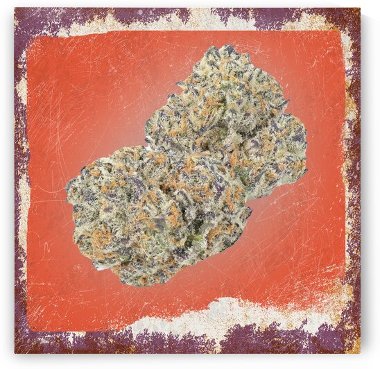 Vintage Cannabis Bud by Art by Josh
