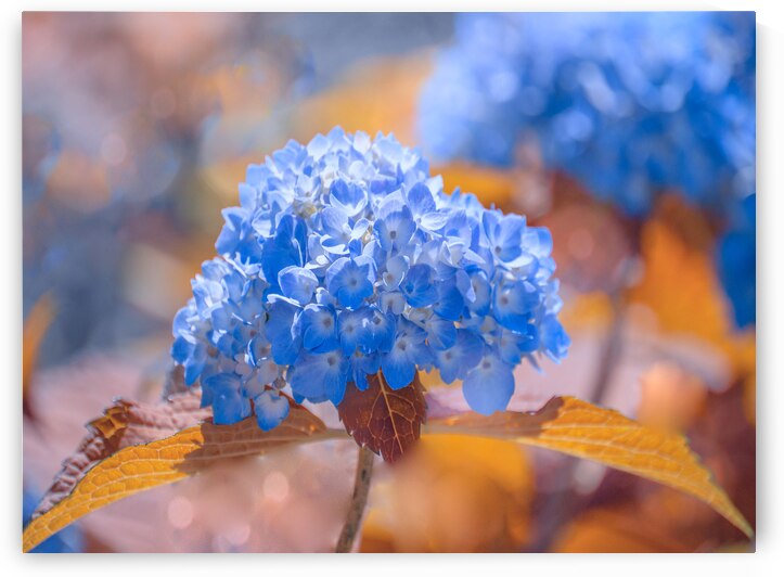 Blue Hydrangea by Joan Han