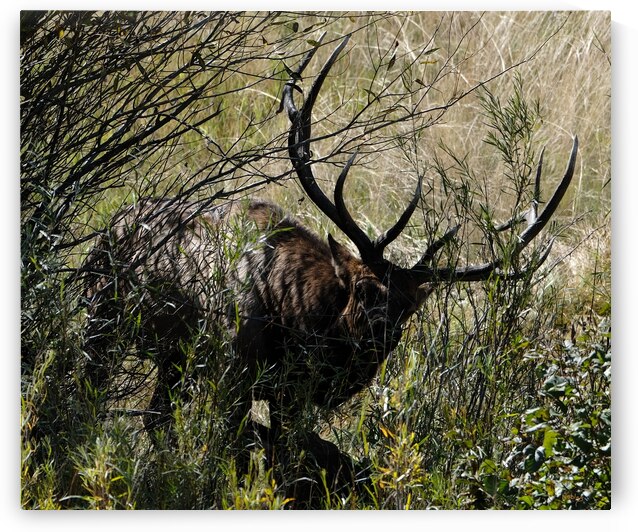 Estes Park Bull Elk  by Noble Gallery