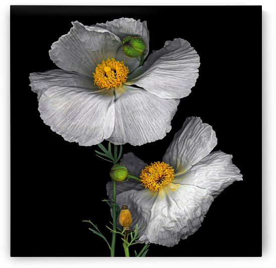 Matilija Poppy by Jane Baron