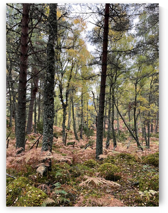Autumnal Pine and Birch Forest in the Scottish Highlands by Catriona Roberts Nature Photography and Designs