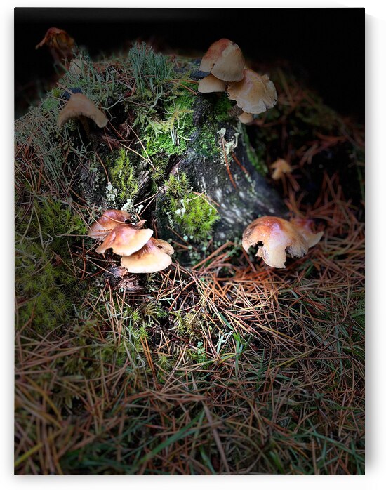 Scenes from the Trail- Forest Mushrooms  by Catriona Roberts Nature Photography and Designs