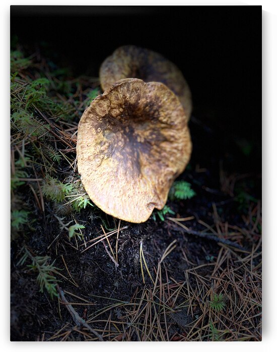 Scenes from the Trail- Mushrooms Out of the Darkness by Catriona Roberts Nature Photography and Designs