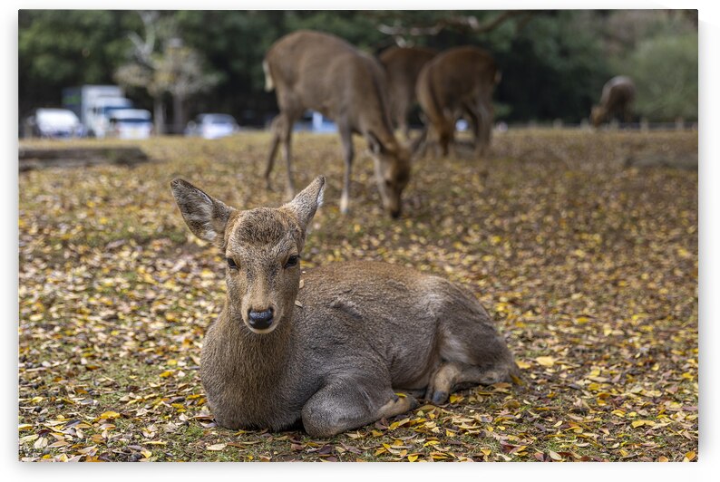 Young deer resting on fallen leaves in nara park by Gualtiero Boffi