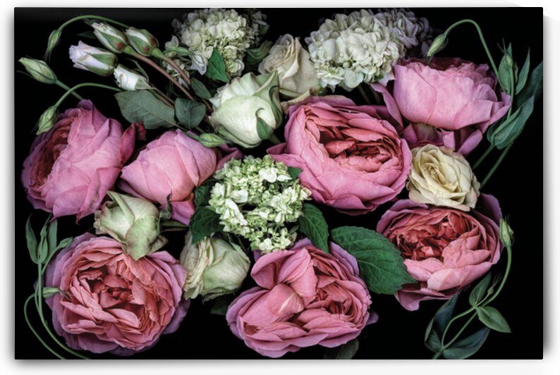 Roses and Hydrangeas by Jane Baron