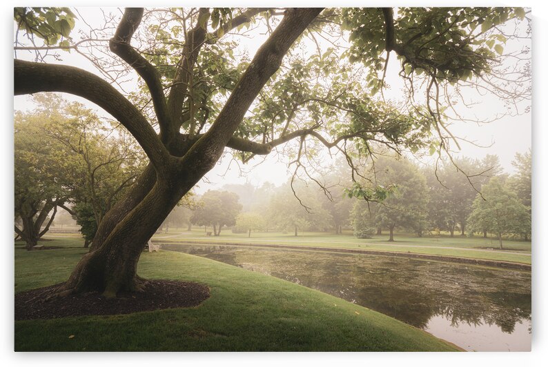 Rose Gardens Tree Over a Pond by Jason Fink