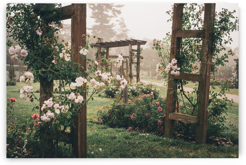The Arbors of the Allentown Rose Gardens by Jason Fink
