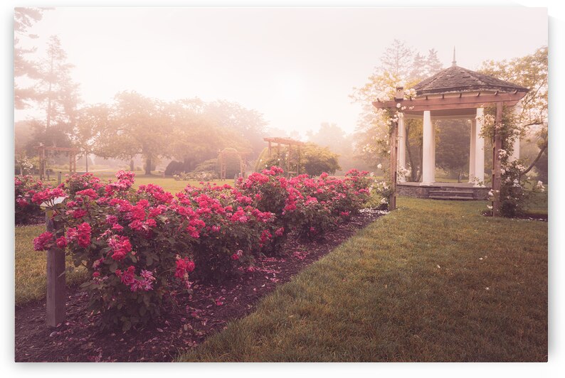 Gazebo and Roses in the Mist by Jason Fink