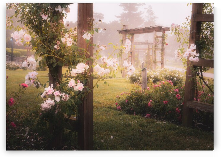 Allentown Rose Garden   Through the Arbors by Jason Fink