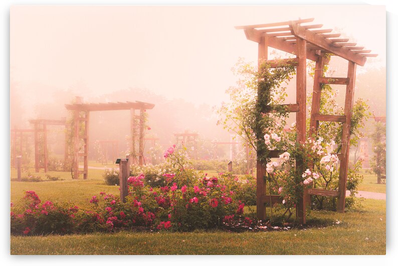 Allentown Rose Gardens Arbors In the Mist by Jason Fink