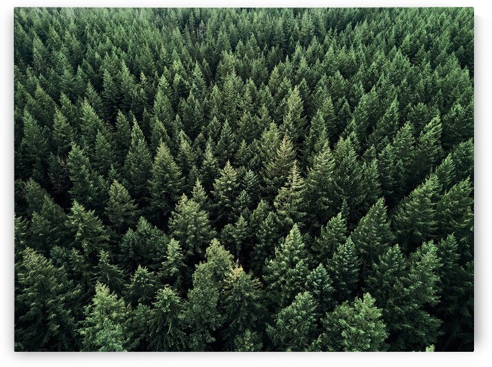 Vancouver Island Forest by Kelly Corder