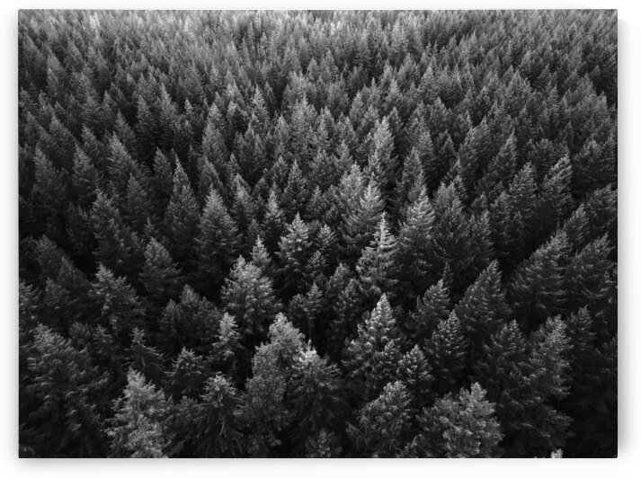 Vancouver Island Forest BW by Kelly Corder
