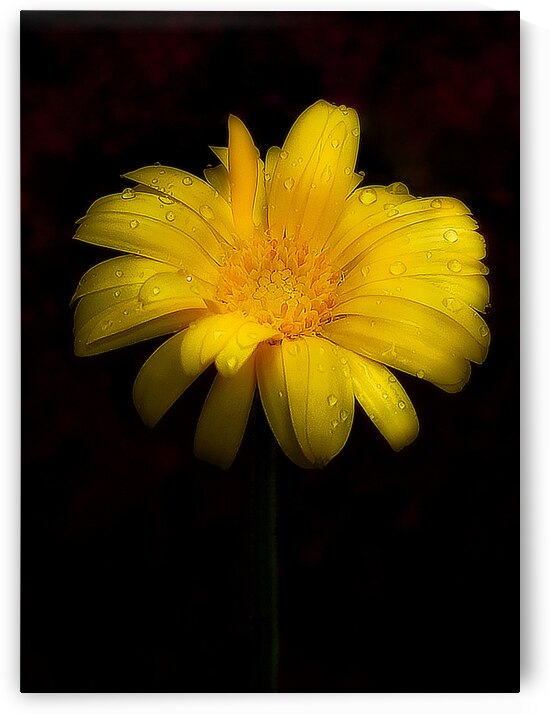 Yellow Daisy with Raindrops by Joan Han