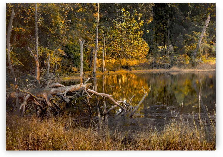Baldwin Beef Farm Pond Reflections by Norma Brandsberg Photography
