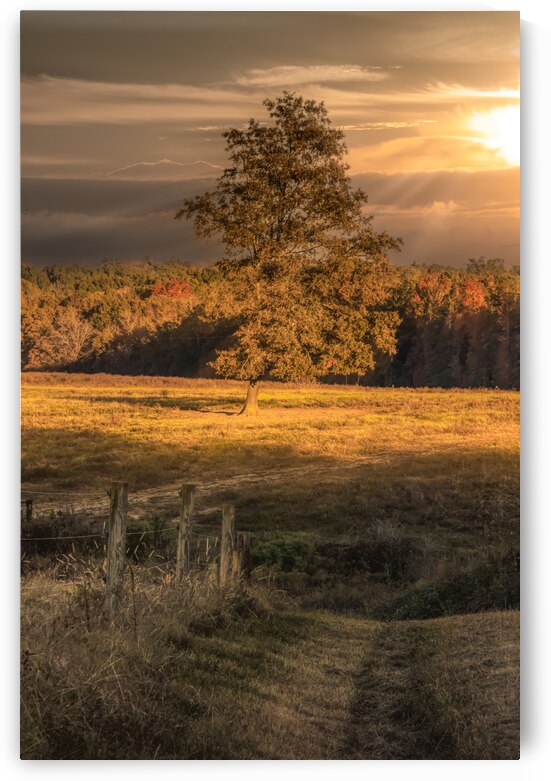 Baldwin Beef Farm Pond Reflections by Norma Brandsberg Photography