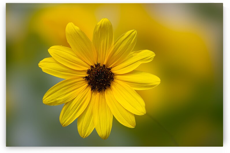 Sunflower by Joan Han