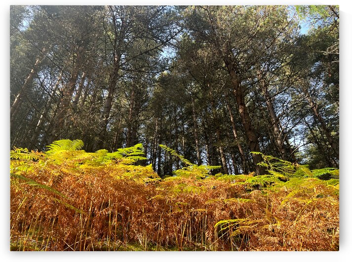 Scenes from the Trail - Ferns in a Scottish Highlands Pine Forest by Catriona Roberts Nature Photography and Designs