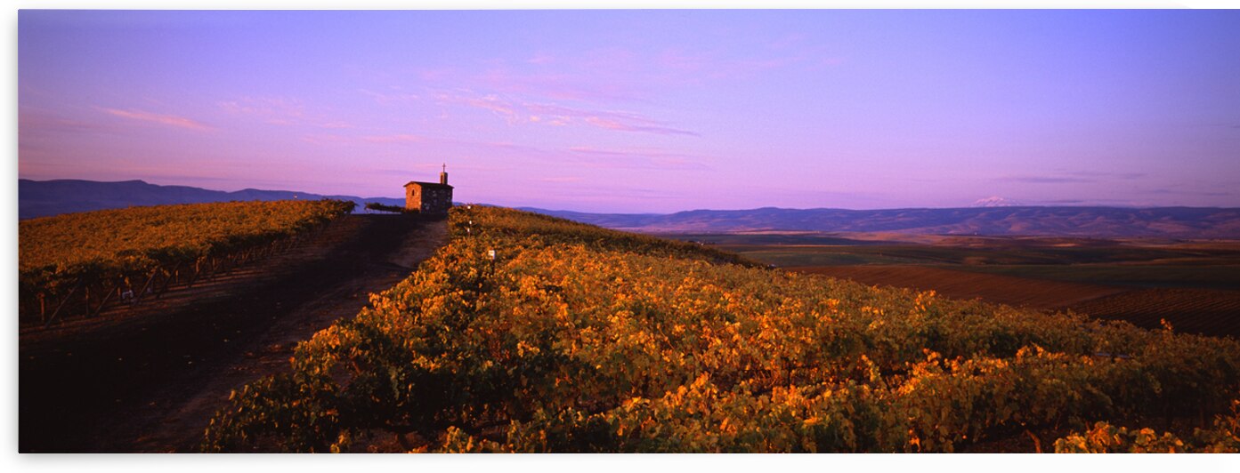 Red Willow Vineyard by John Shephard