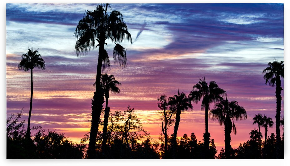 desert sunrise palm tree by George Tsangarakis