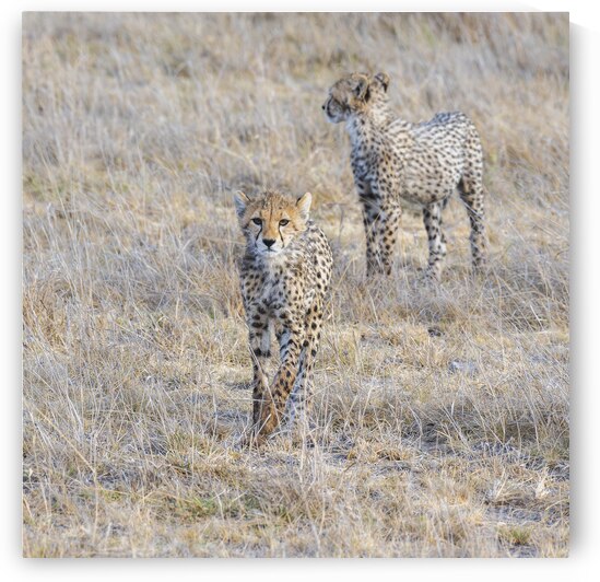Cheetah cubs Amboseli National Park Kenya by Randy Roy Photography