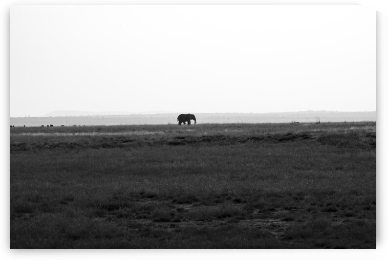 Elephant Amboseli National Park Kenya by Randy Roy Photography