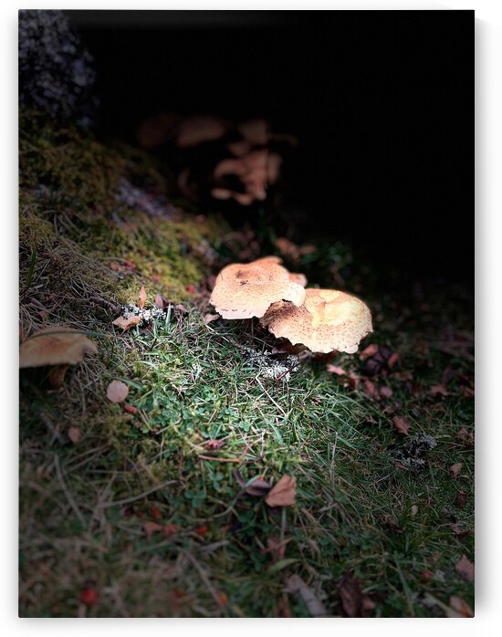 Scenes from the Trail- Forest Mushrooms by Catriona Roberts Nature Photography and Designs